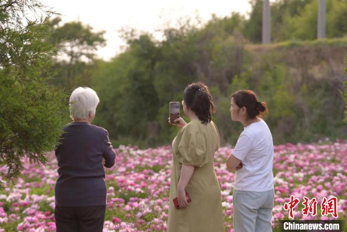 山西上党药材种植延伸“赏食”链条芍药开出“致富花”