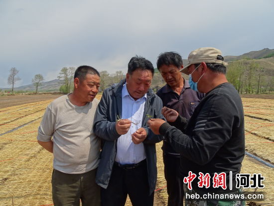 围场县新拨镇骆驼头村中药材种植户在研究苍术育苗技术。 作者 王东岭