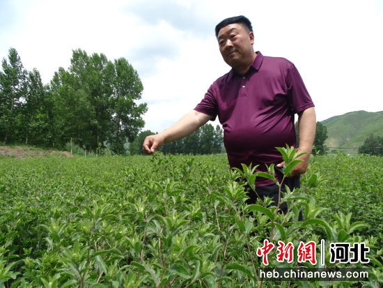 图为围场县新拨镇骆驼头村中药材种植户查看6年生苍术。 王东岭